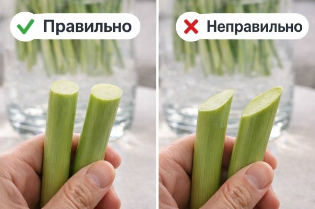 Как ухаживать за тюльпанами, чтобы они простояли дольше 🌷 — фото 3 из 6